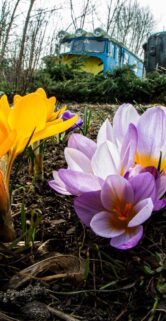 Kwiaty krokusów w jasnych fioletowych i żółtych barwach wyrastają z ciemnobrązowej ziemi, pełnią role głównego elementu kompozycji. W tle znajdują się odrestaurowane jednostki taboru z widocznymi fragmentami zielonych wagonów kolejowych. Obraz zyskuje głębi dzięki zastosowaniu efektu szerokokątnego, który podkreśla pierwszy plan i kolorową florę.