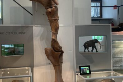 W muzealnej gablocie brązowa skamieniała kończyna słonia leśnego.